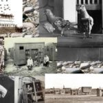 Collage van postduiven in oorlogstijd